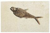 Fossil Fish (Diplomystus) - Wyoming #295640-1